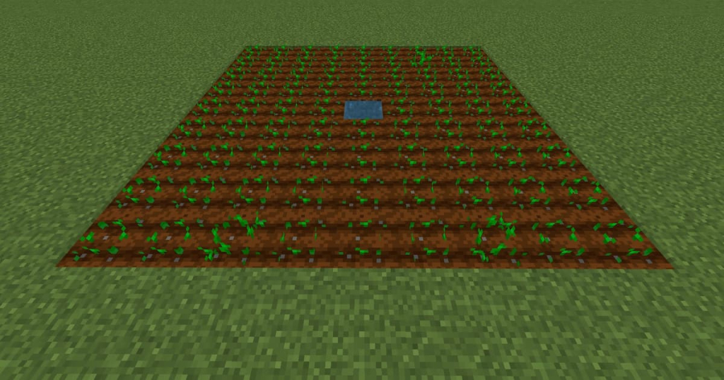 A freshly planted wheat field.