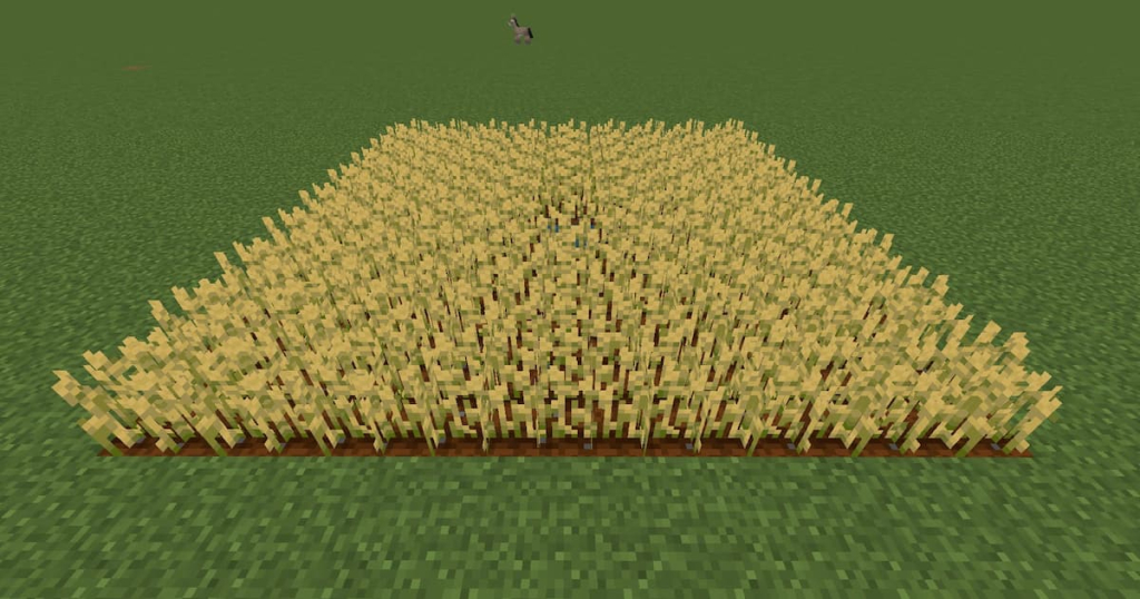 A fully-grown wheat field.