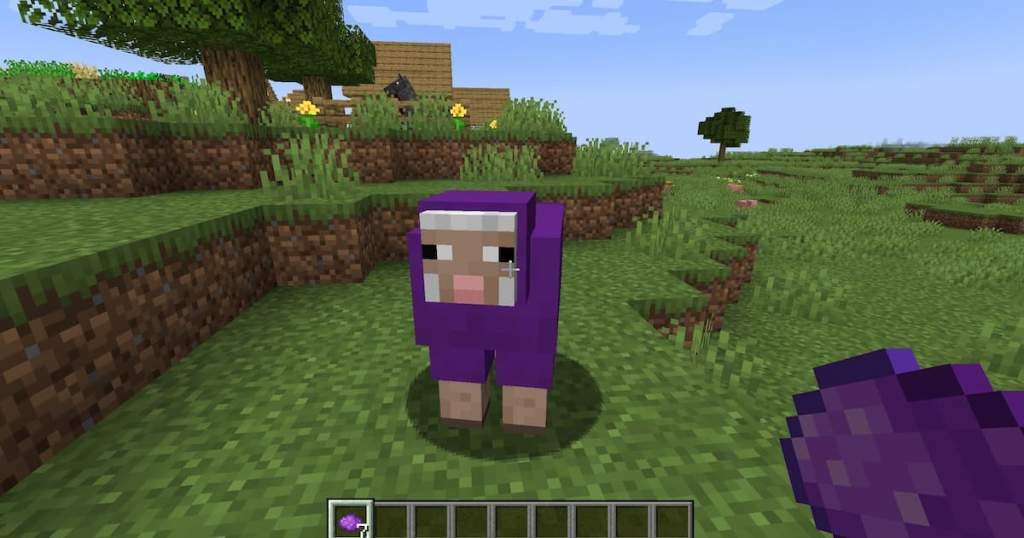 Using purple dye to color a sheep's wool purple.