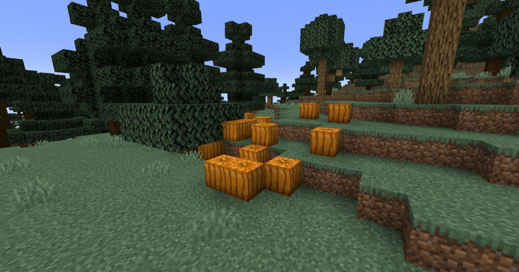 Wild pumpkins growing in a Taiga biome.